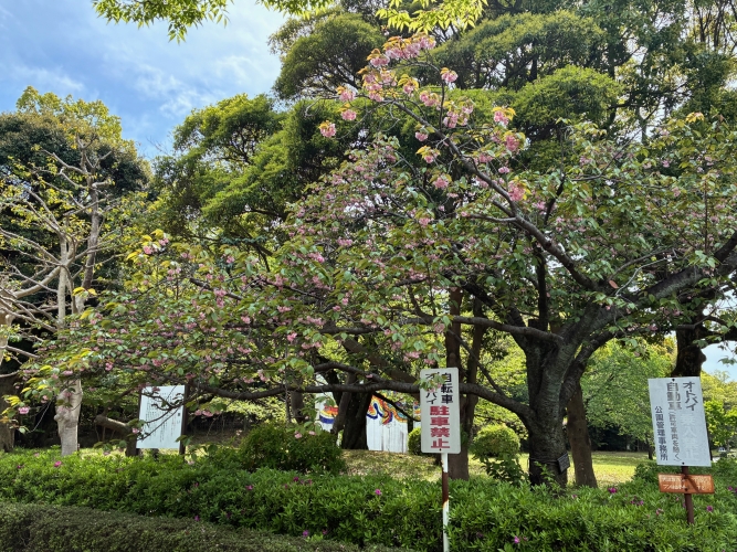4月17日桜写真1