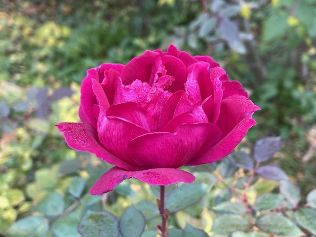 令和7年秋の花菜ガーデンの宮沢賢治ゆかりのバラ