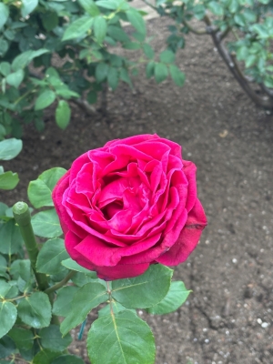 5月8日バラ写真2