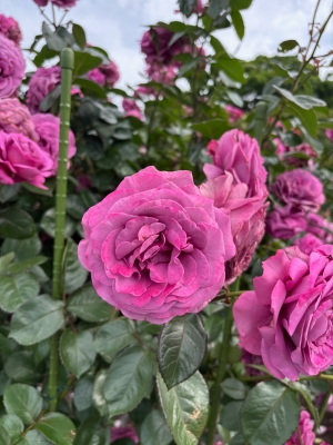5月8日バラ写真4