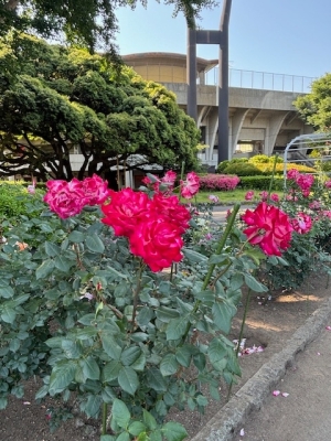 5月19日バラ写真1