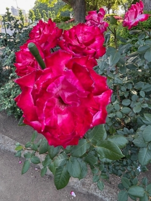 5月19日バラ写真2