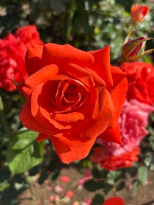 5月19日バラ写真4