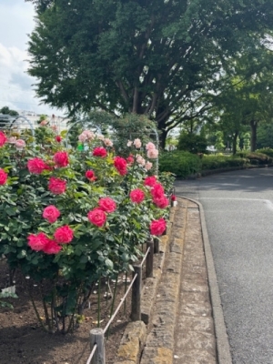 5月26日バラ写真1