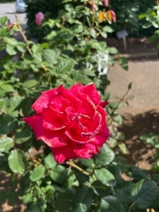 5月26日バラ写真2
