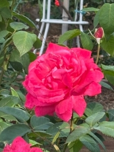 5月26日バラ写真4
