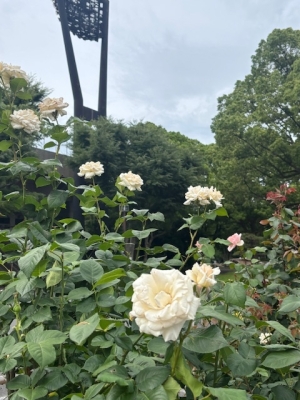 6月2日バラ写真1