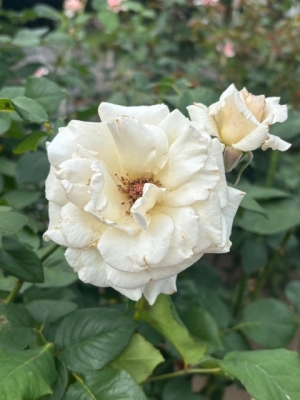 6月2日バラ写真2