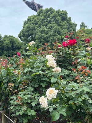 6月7日バラ写真1