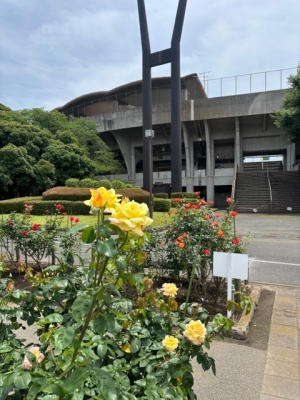 6月16日バラ写真1