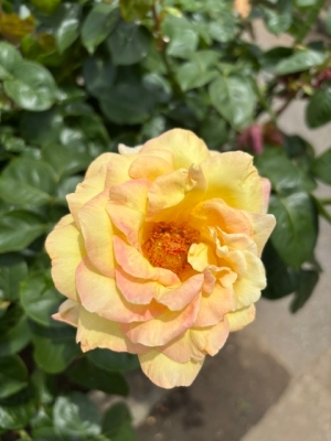 6月16日バラ写真2