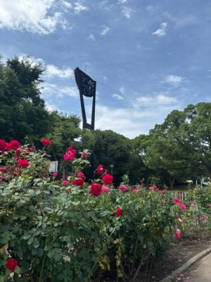 6月22日バラ写真1
