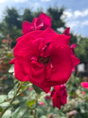 6月22日バラ写真2