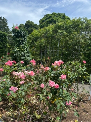 6月22日バラ写真3