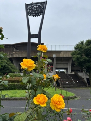 7月2日バラ写真1