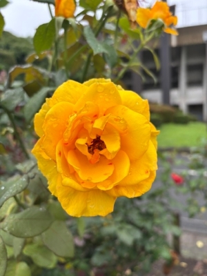 7月2日バラ写真2