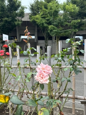 7月7日バラ写真1