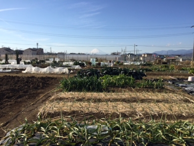 金田市民農園マイ菜ファームの写真