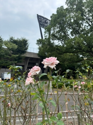 7月17日バラ写真1
