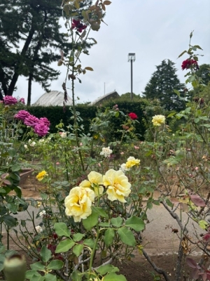 7月17日バラ写真3